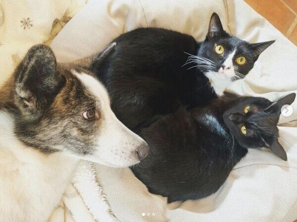 はるちゃんと同居猫