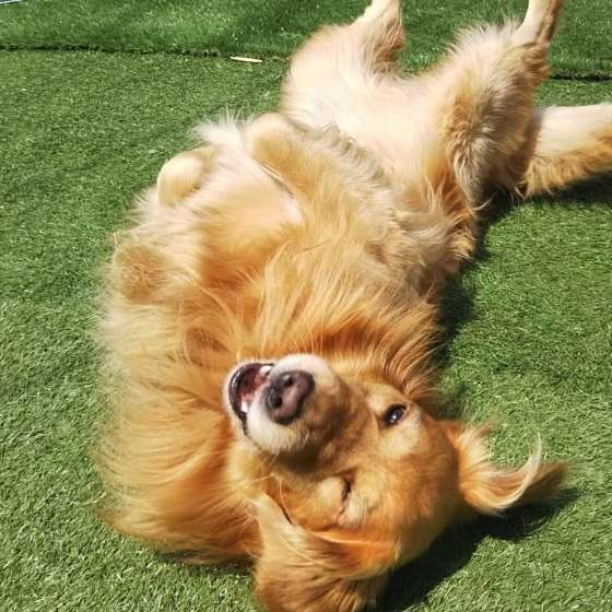 気持ち良さそうにゴロゴロスリスリをするゴールデンレトリーバー