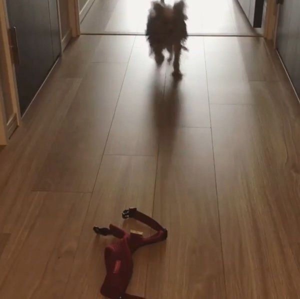 リードを見た途端逃げ出すヨークシャー・テリア