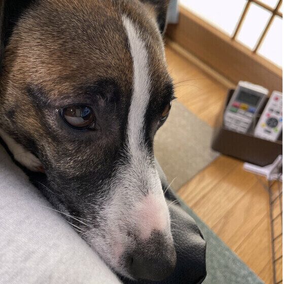 ジャック・ラッセル・テリアの冬悟くん