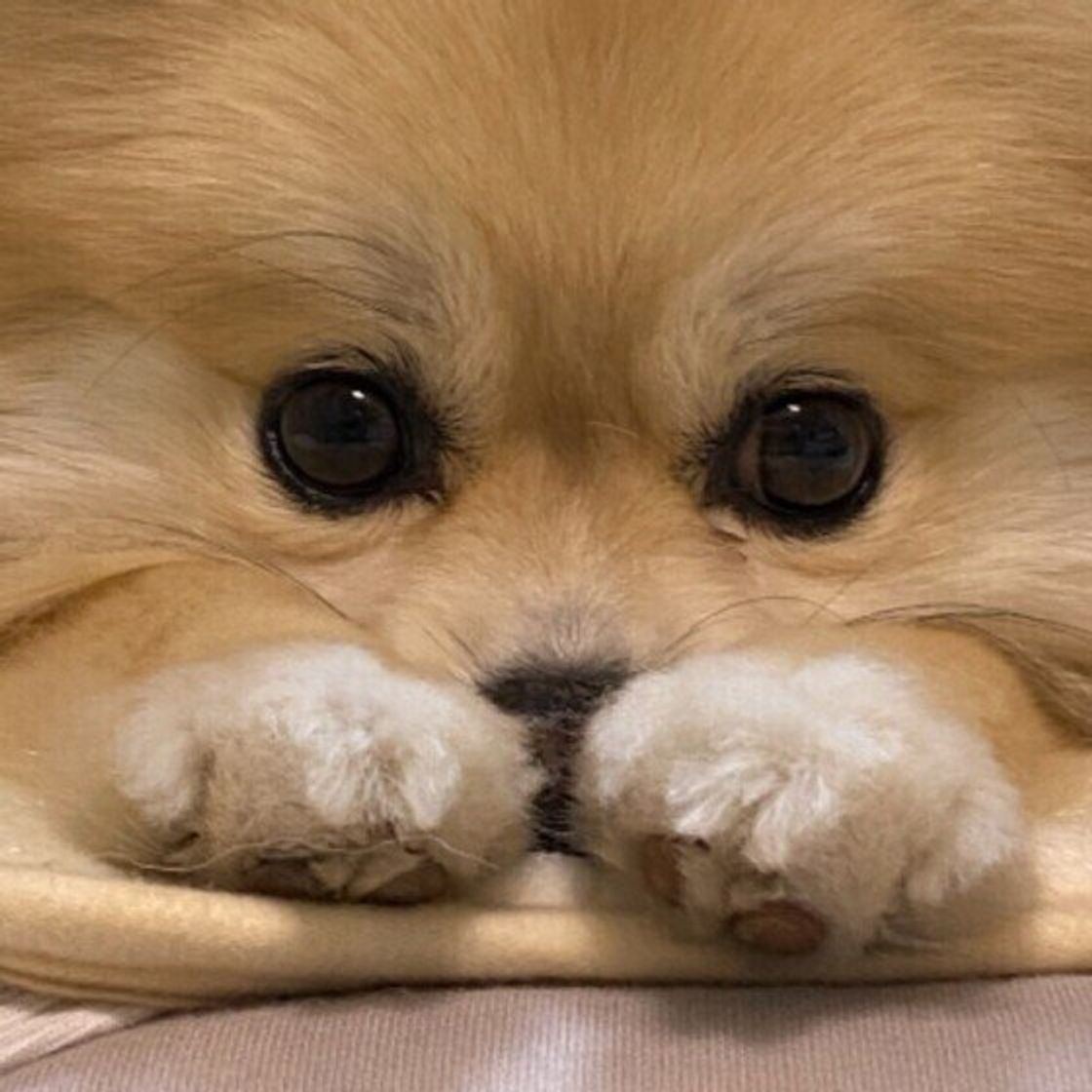 犬が 体をかく 理由とは 病的な原因のほかに考えられること 獣医師解説 いぬのきもちweb Magazine 犬が 体をかく 理由とは 病的な原因のほかに考えられること 獣医師解説 いぬのきもちweb Magazine