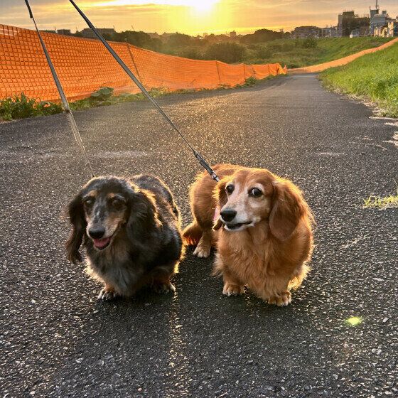 仲良くお散歩中のミニチュア・ダックスフンド