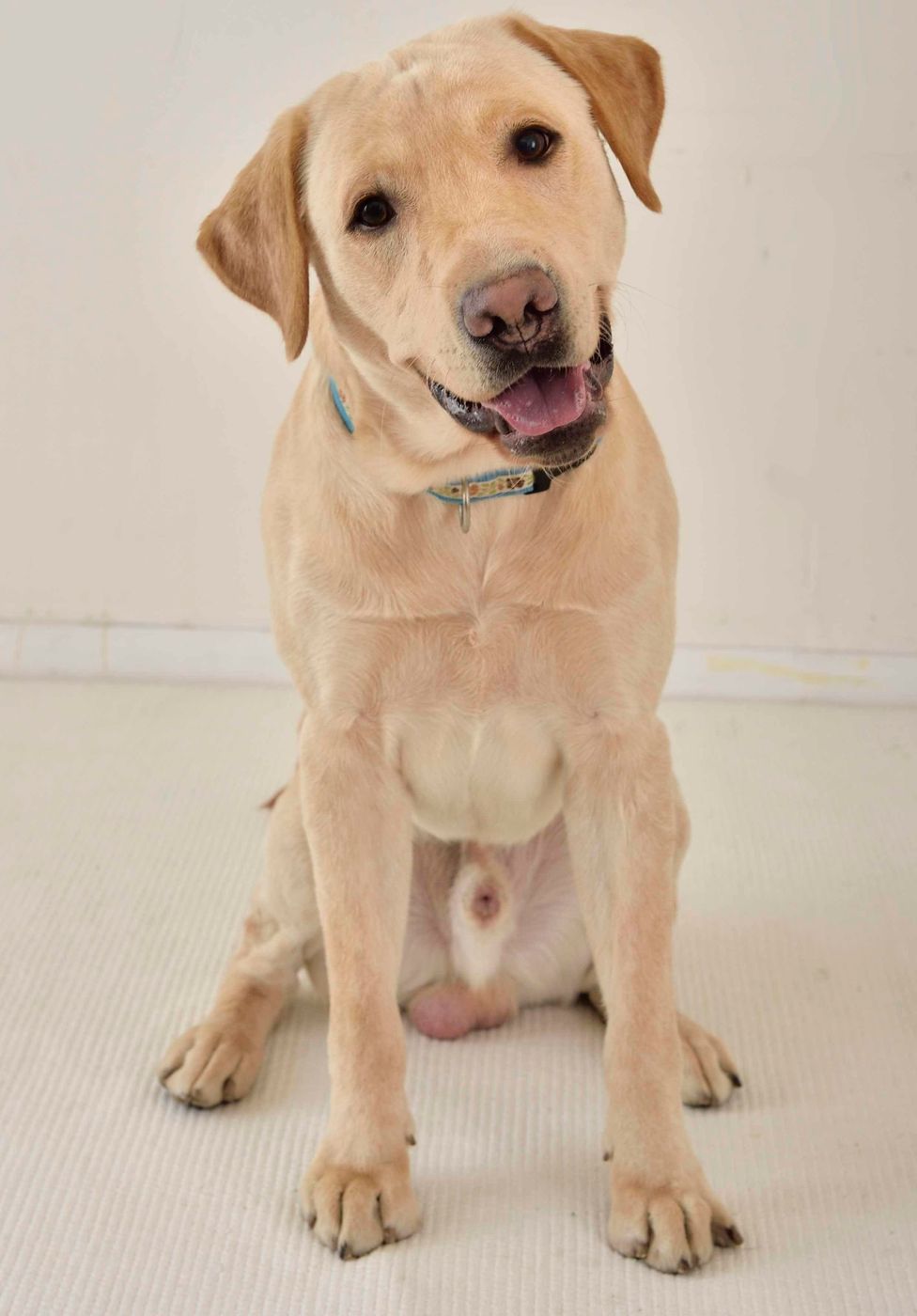 犬を叱るときはマズルをつかむって本当 しつけの噂をジャッジ いぬのきもちweb Magazine 犬を叱るときはマズルをつかむって本当 しつけの噂をジャッジ いぬのきもちweb Magazine