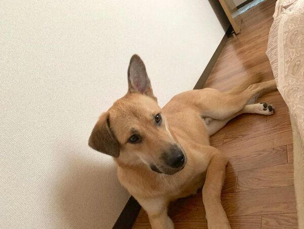 くつろぐカイトくん