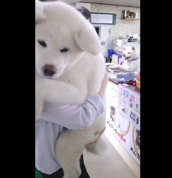 抱っこされる秋田犬