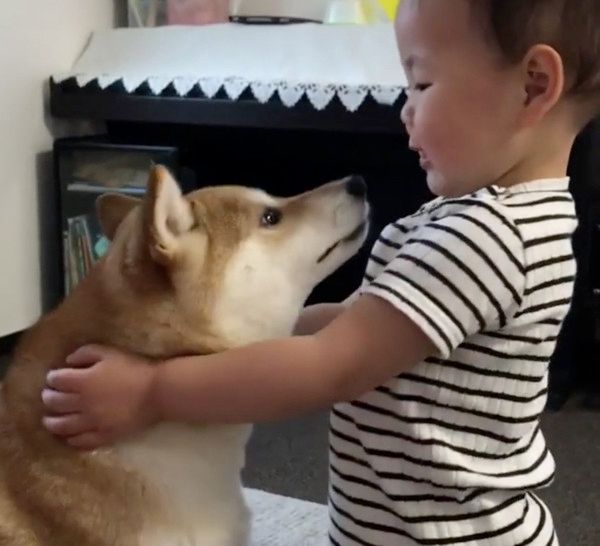 急に名前を呼ばれてビックリする柴犬