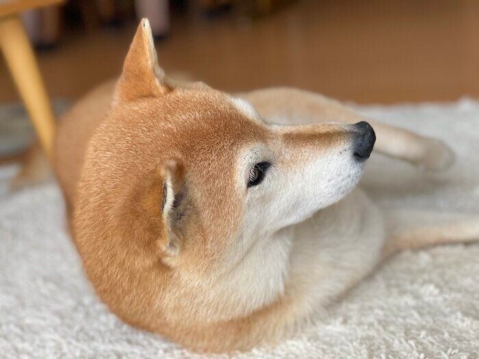 ちらりと見ている柴犬