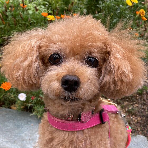 シニア犬で気をつけたい『行動の変化』と『老化のサイン』いぬのきもち