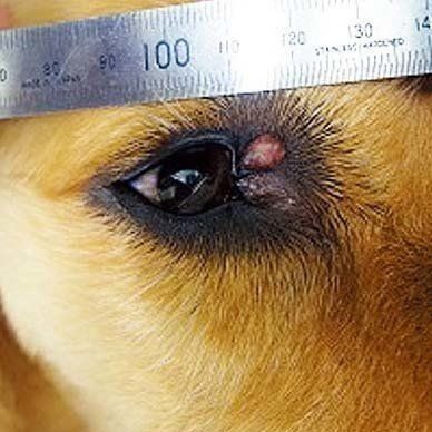 症例写真提供／池尻大橋ペットクリニック