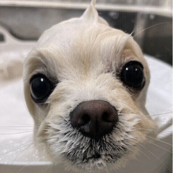 お風呂に入るぽんずくん