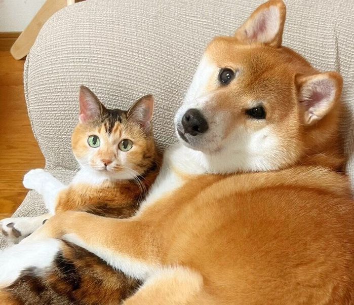 飴ちゃんの体にやさしく前足をかけるどん兵衛くん