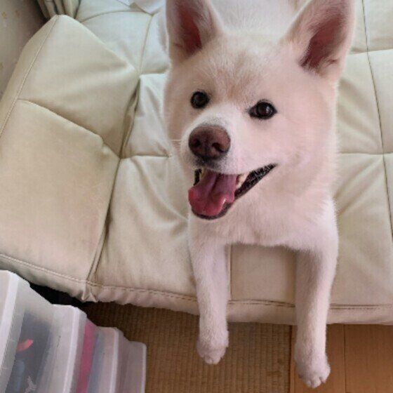 秋田のひめちゃん♪