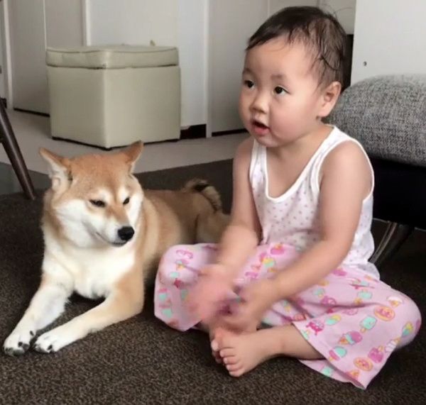 お誕生日をお祝いされる柴犬