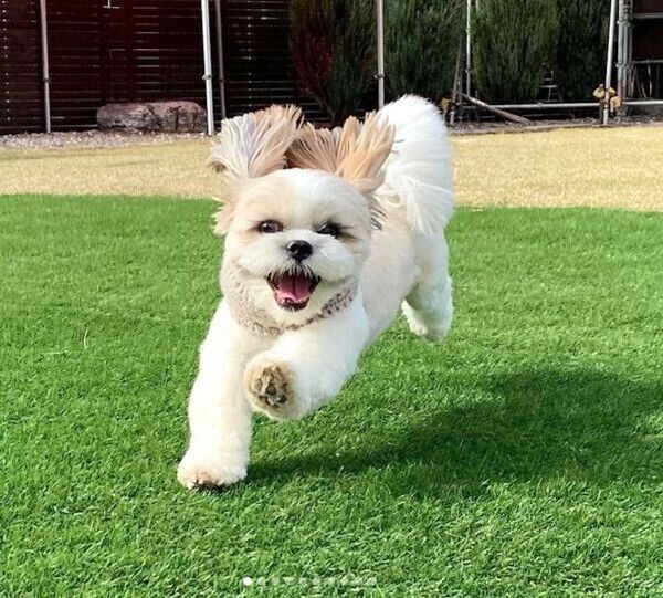 楽しそうに走るつぶちゃん