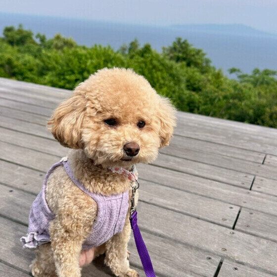 散歩中のトイ・プードル