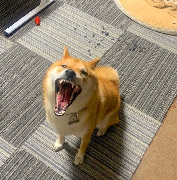 口を大きく開ける豆吉くん