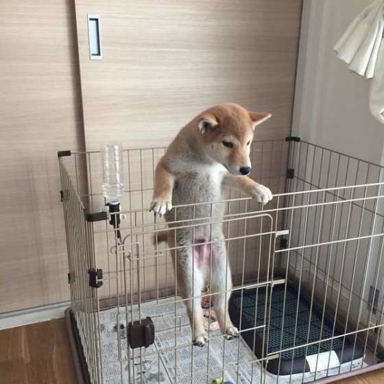 忍法!脱走の術♪