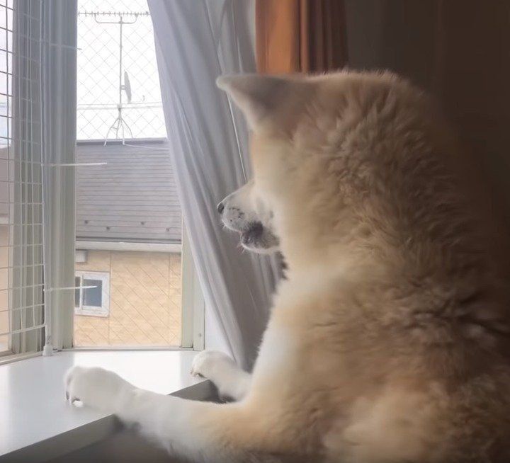 窓の外を見る犬