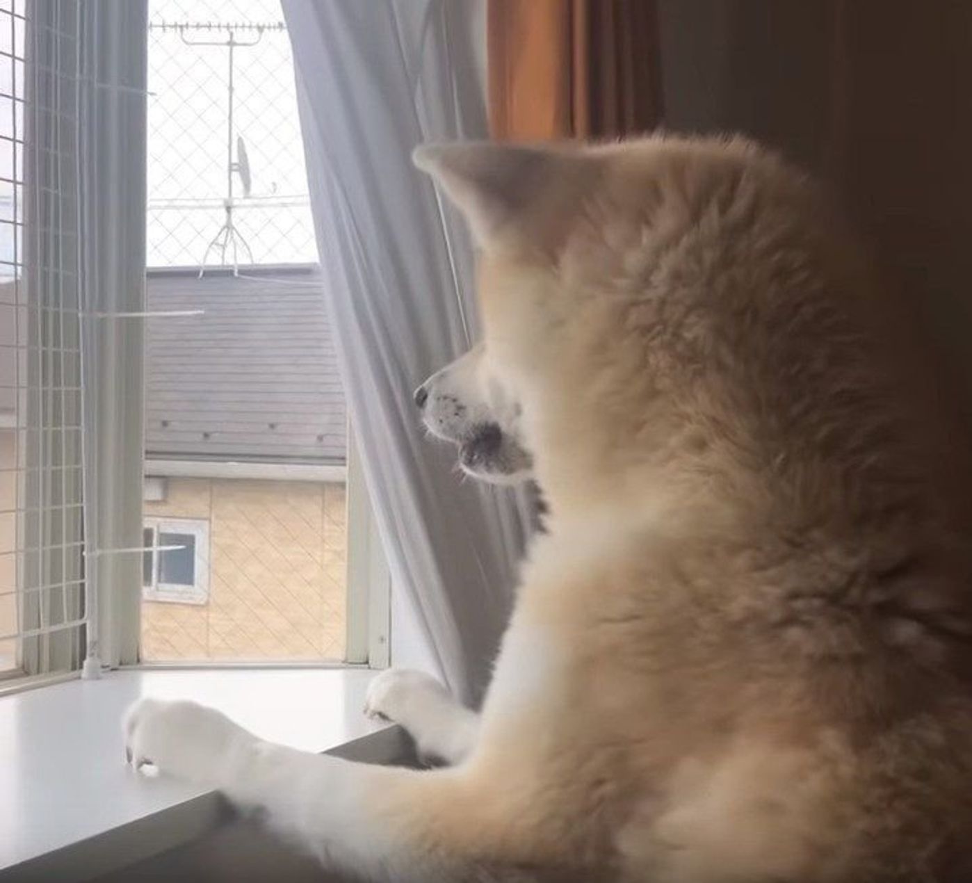 珍しく物思いにふける秋田犬 恋でもしてるのかな いぬのきもちweb Magazine 珍しく物思いにふける秋田犬 恋でもしてるのかな いぬのきもちweb Magazine