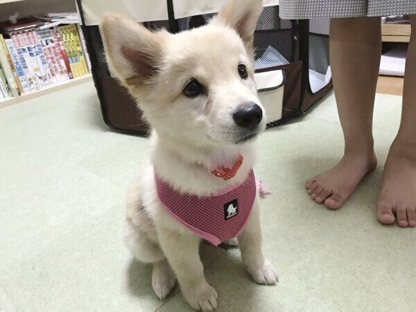 オスワリをするつるちゃん