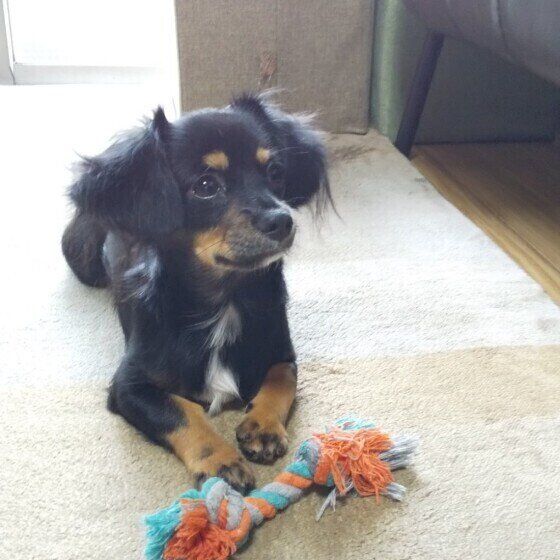 この人大好き！犬が一緒にいたい人の特徴4つ いぬのきもち