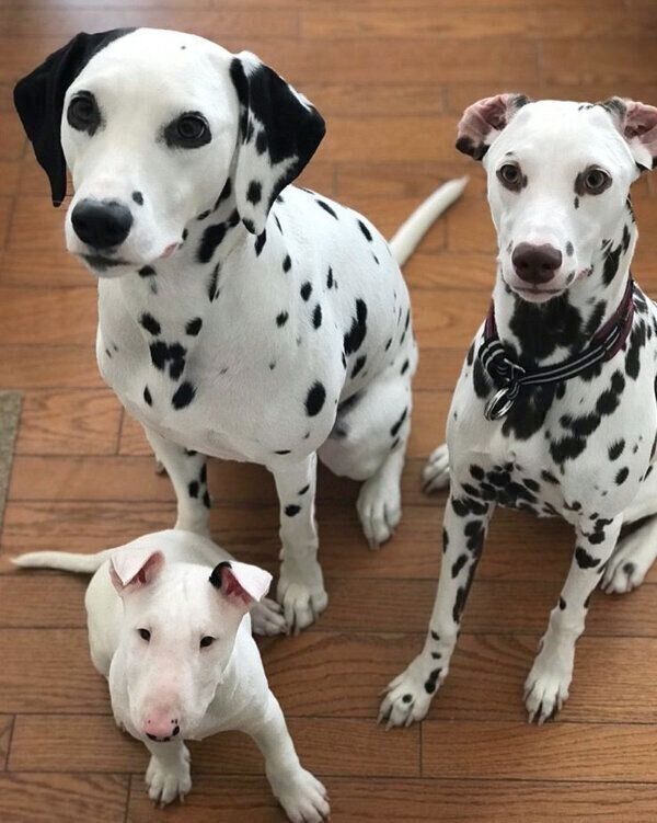 おやつ待ちのすずこちゃん、こゆきちゃん、あずきちゃん