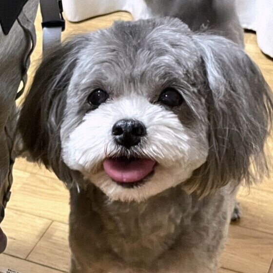 口を開けている小型Mix犬