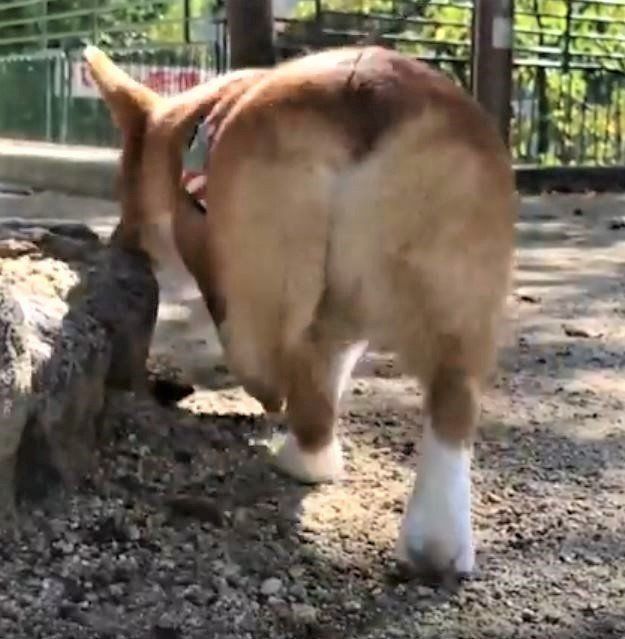 おしり好きにはたまらない コーギーのあんなおしり こんなおしり いぬのきもちweb Magazine