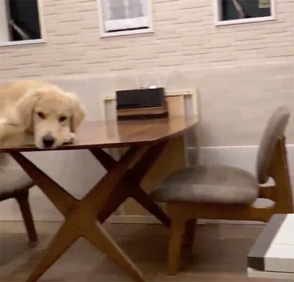 見つめるぽち丸くん