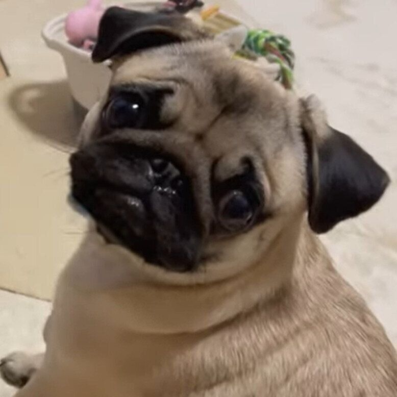 蒸気に挑戦したむぎちゃん