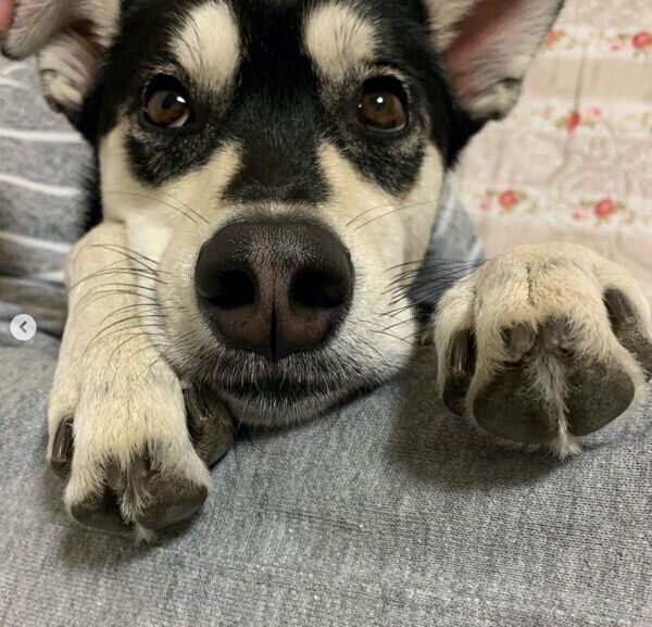 くつろぐまろちゃん