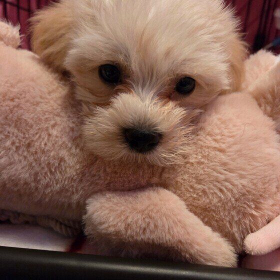 Ｍｉｘ（雑種）小型犬　甘える