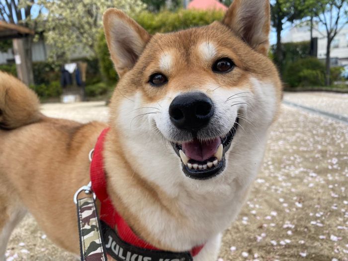 笑顔が可愛いはるちゃん
