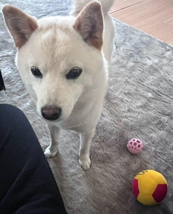 飼い主さんと遊びたいエルちゃん