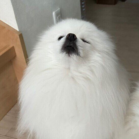 はくくん
