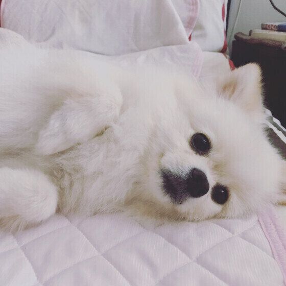 なぜ冬に多くなる？ 寒い季節に犬がおしっこの病気にかかりやすい理由 いぬのきもち