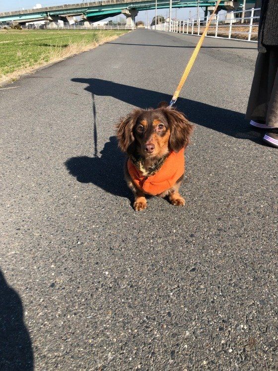 ダックスフンド