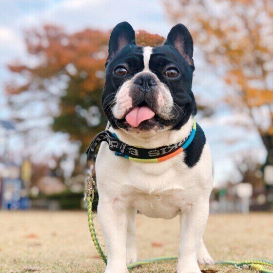 フレンチ・ブルドッグ