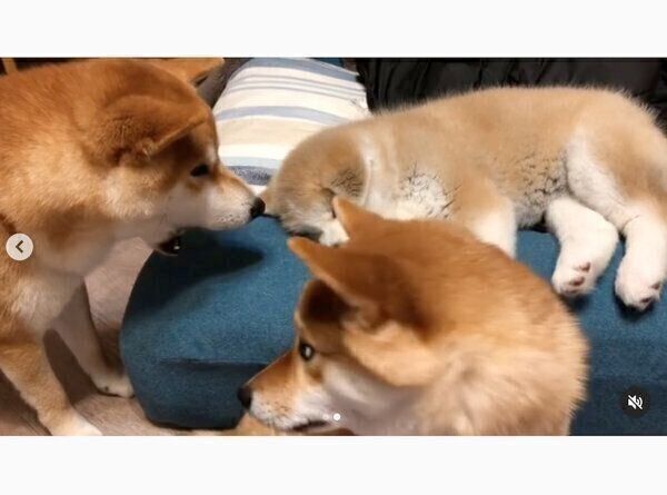 ててくん、ももちゃん、らいちゃん