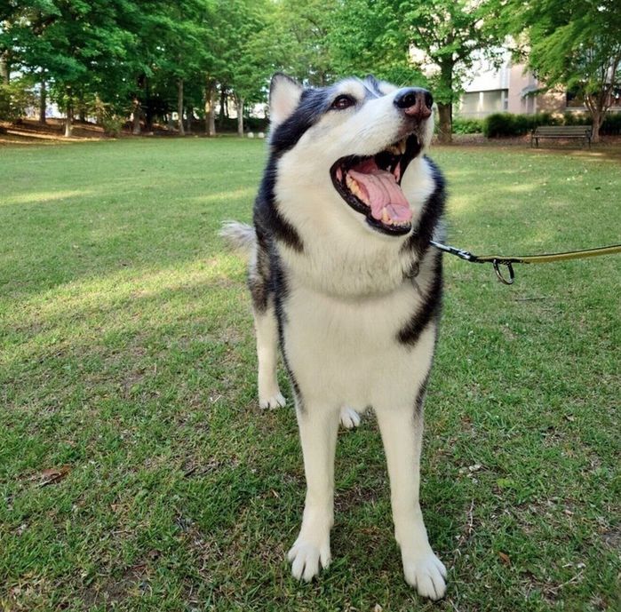 楽しそうなロイくん