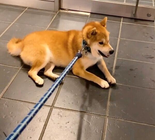 雨宿りをしたいじろちゃん