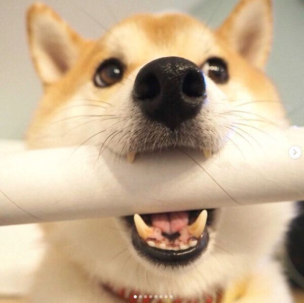 ラップの芯を咥えるこてつくん