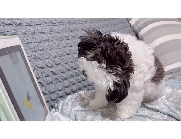 動画を見るハラミちゃん