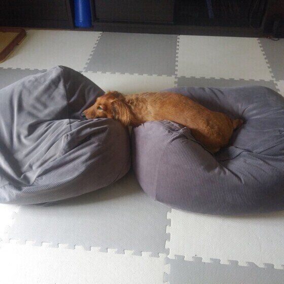 2つのクッションを使うアンちゃん