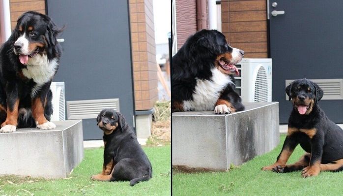 セドリックくんとタイカンくん