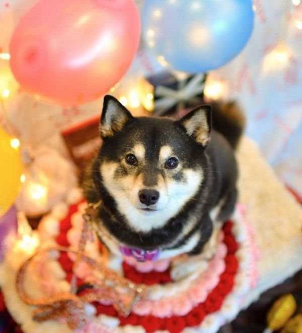 豆柴の吾子ちゃん