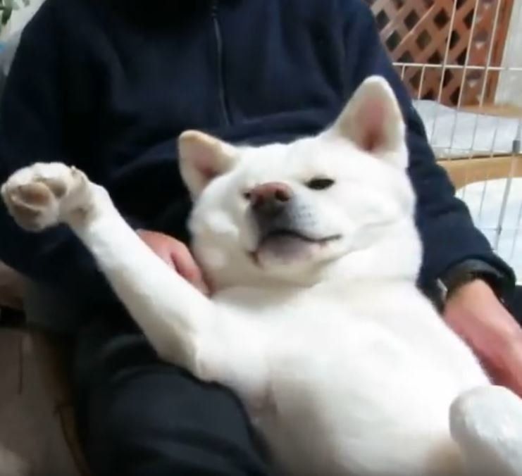 秋田犬のゆうきくん