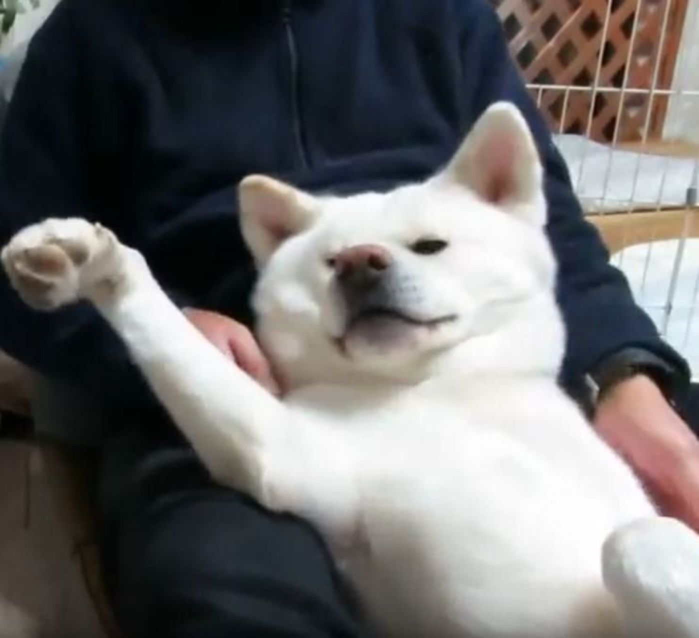 お父さんをガブガブし過ぎた秋田犬 下されたのは 湯たんぽの刑 いぬのきもちweb Magazine お父さんをガブガブし過ぎた秋田犬 下されたのは 湯たんぽの刑 いぬのきもちweb Magazine