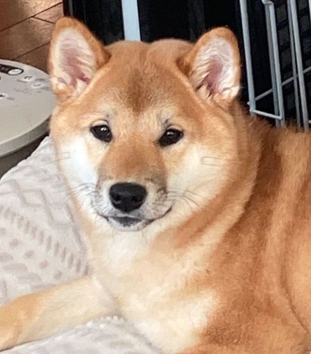 生後8カ月の福ちゃん