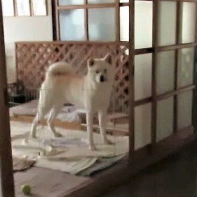 飼い主さんを待つ ゆうきくん